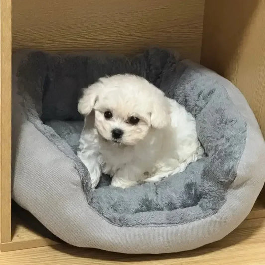 Cozy Dog & Cat Bed